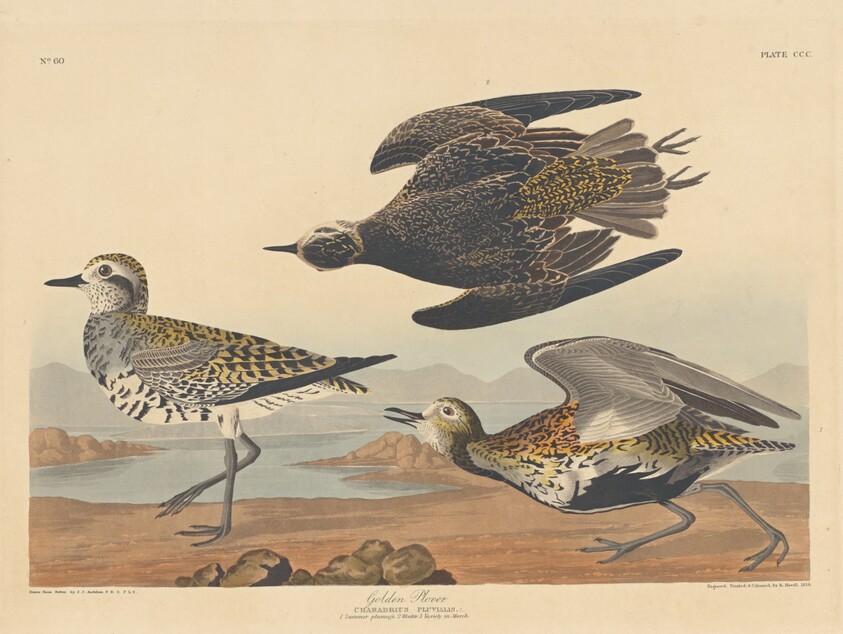 Golden Plover