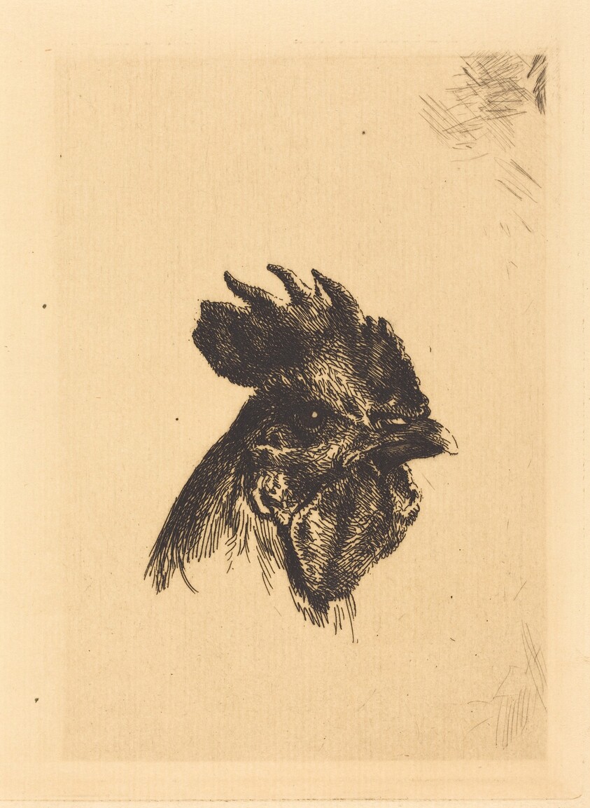 Head of a Cock