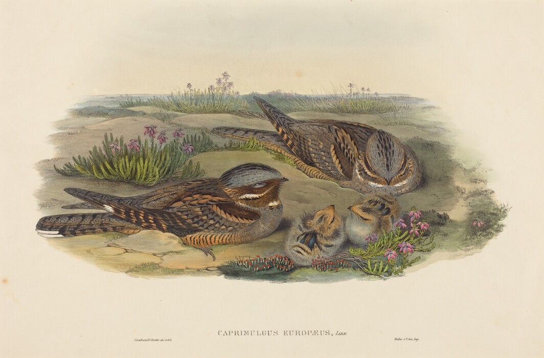 This is a painting of two birds and their nestlings on the ground amidst foliage and flowers. The artwork features detailed depictions of the birds. The nestlings are close by, appearing fluffy and small with their heads slightly raised. Surrounding the birds and chicks are clusters of greenery and small, delicate pink flowers. The background is softly rendered, suggesting an open natural habitat.