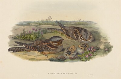 Caprimulgus europaeus (Nightjar)