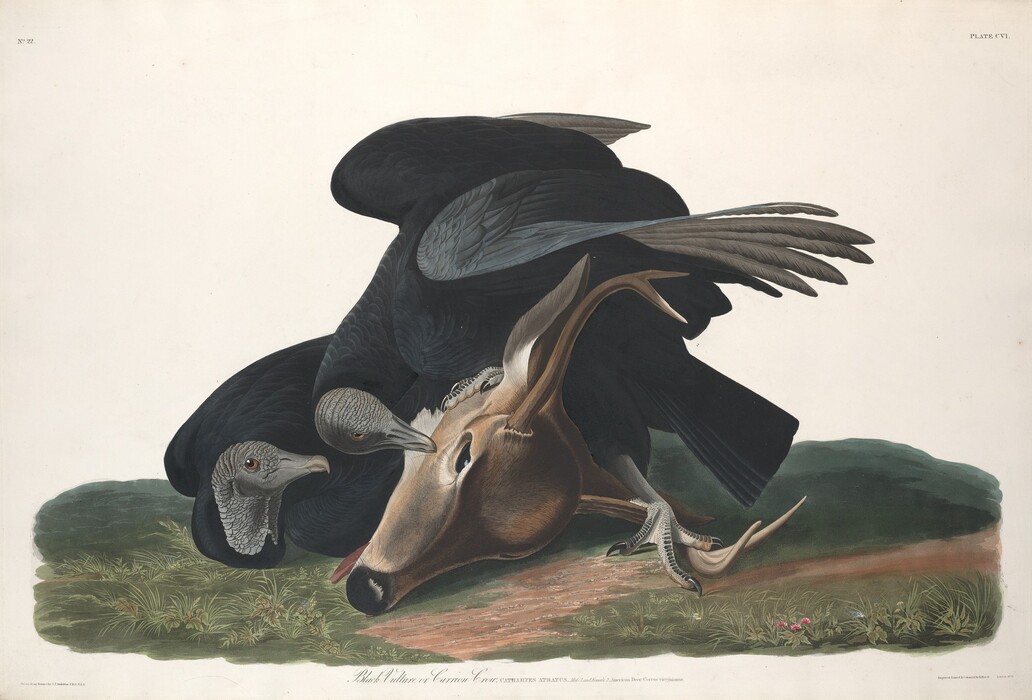 This is a painting of two black vultures feeding on the carcass of a deer. The painting depicts two vultures with black feathers and grey heads intently focusing on the lifeless deer lying on a patch of grass. The positioning of the birds and the detailed rendering of their plumage gives a realistic and dynamic impression of them engaging in their natural behavior. The contrast between the dark feathers of the vultures and the brown fur of the deer highlights the scene set against a simple background, emphasizing the subjects.