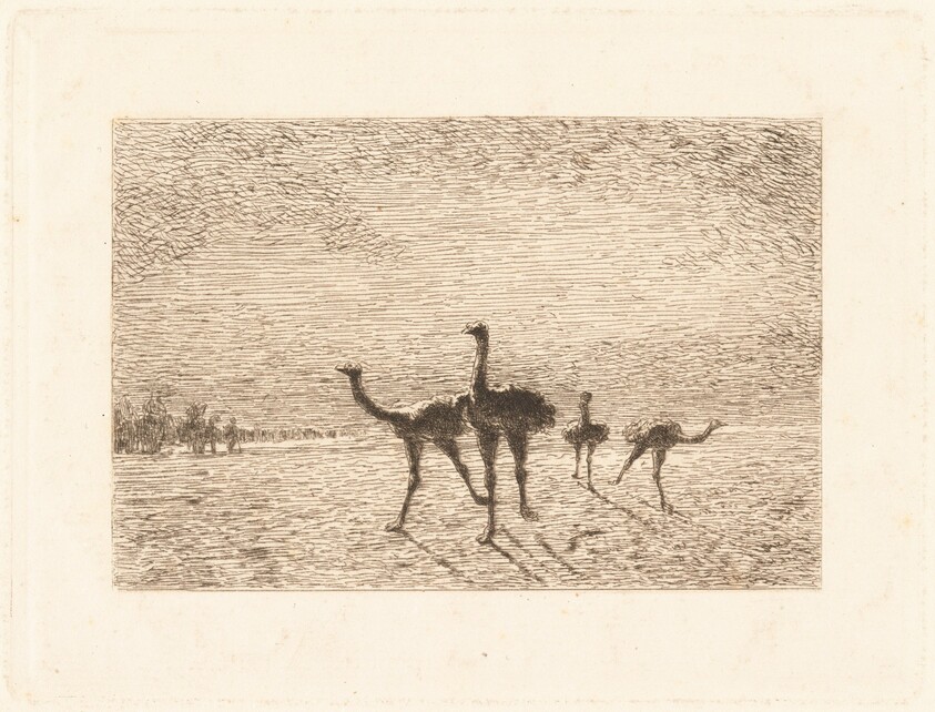 Ostriches in the Desert