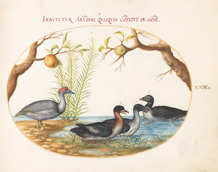 Plate 30: A Muscovy(?) Duck, a Four-Legged Duck, and Two Other Birds