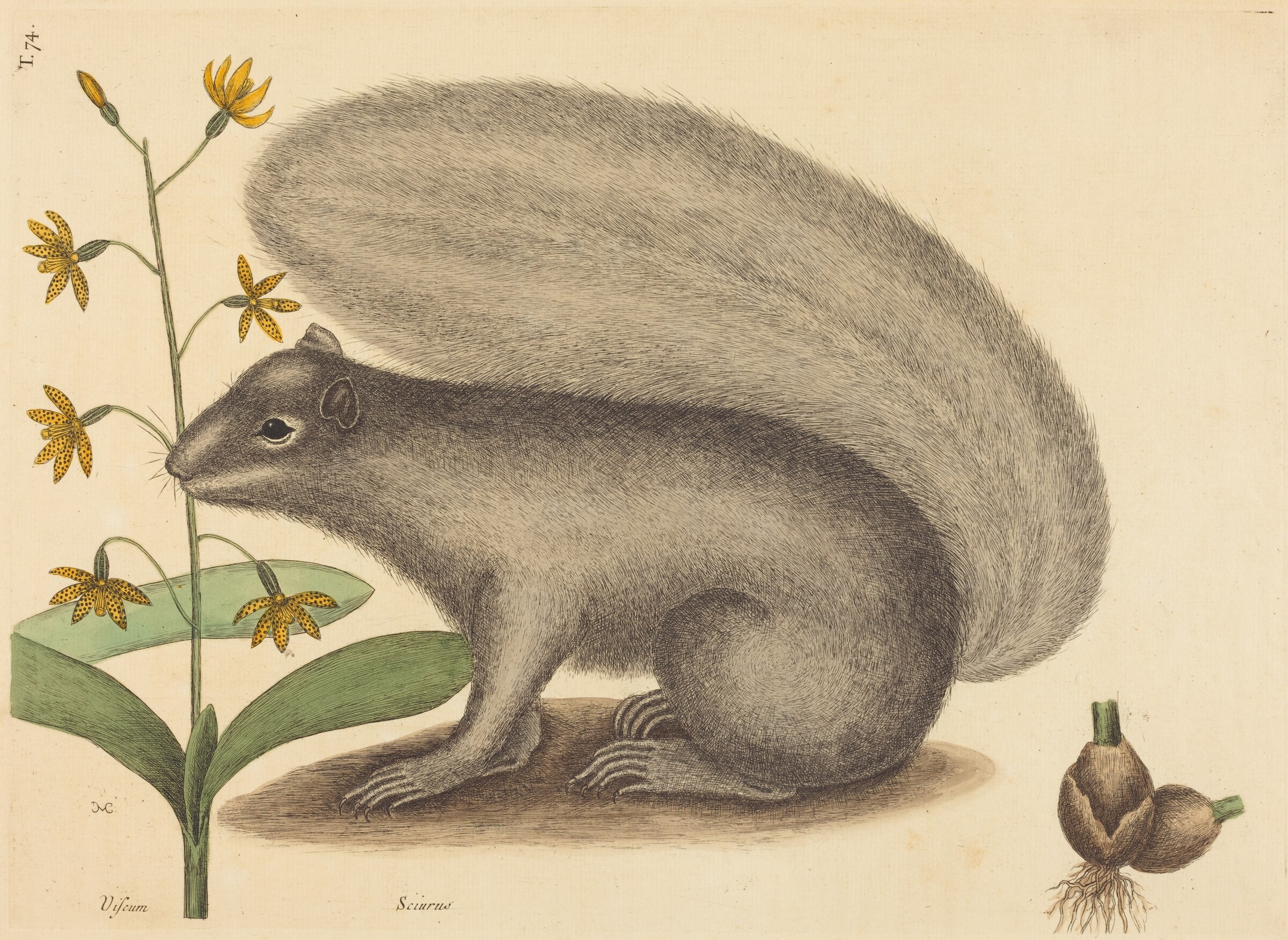The Grey Fox Squirrel (Sciurus cinereus), Mark Catesby, published 1731-1743