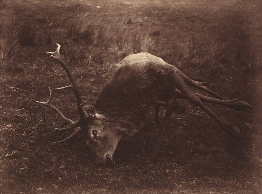Dead Stag