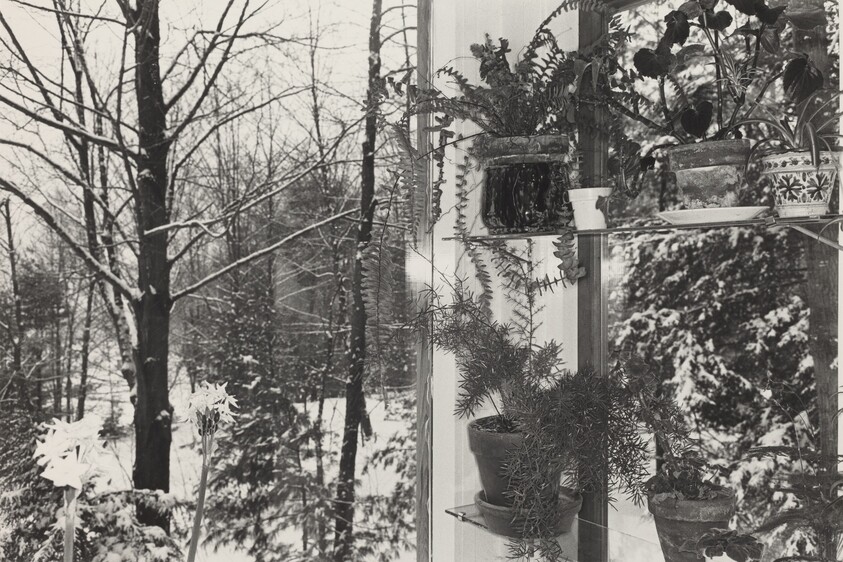Wall of Potted Plants and Trees, Putney, Vermont