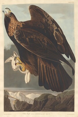 Golden Eagle, Джон Джеймс Одюбон, 1833