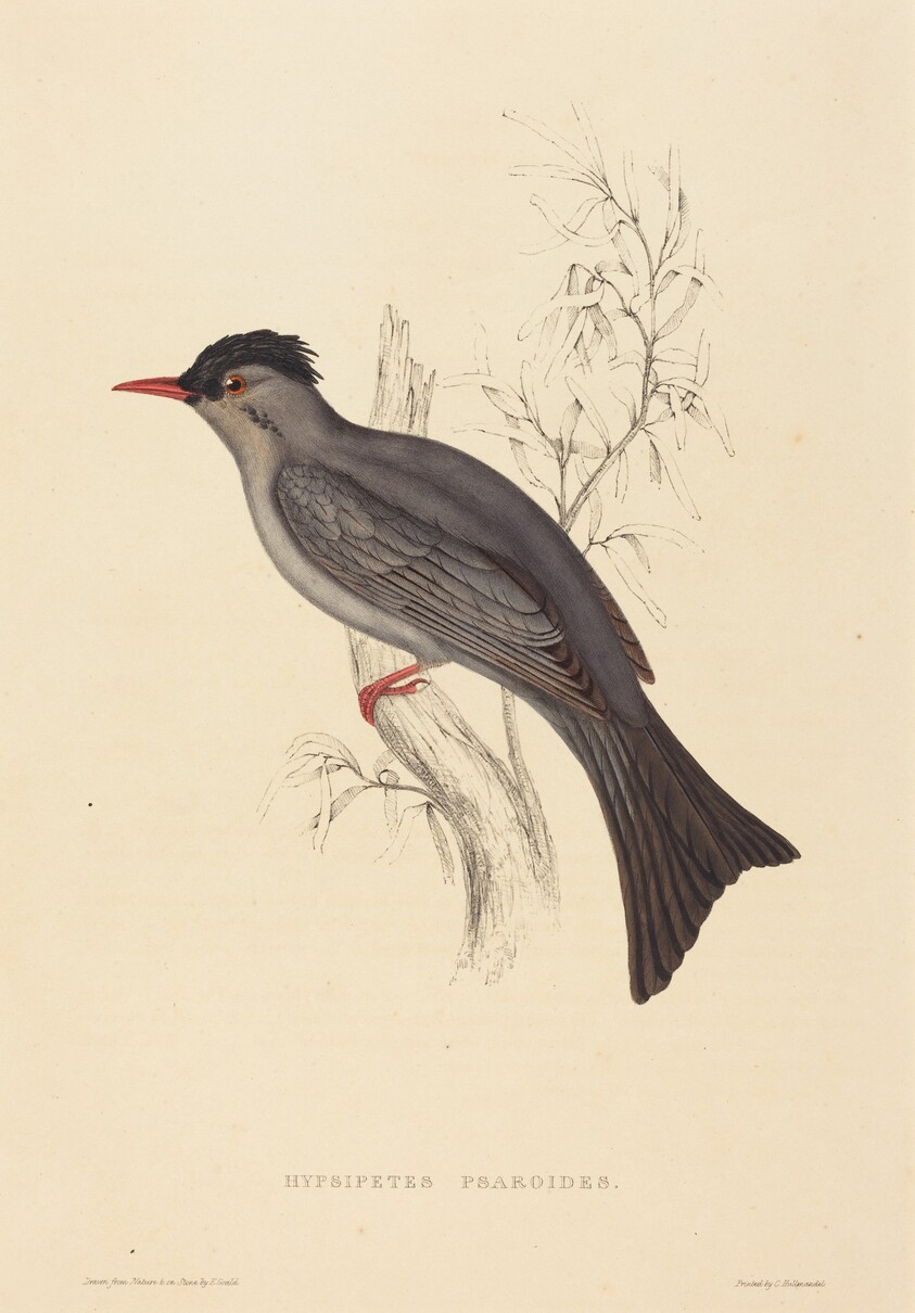 Hypsipetes Psaroides (Black Bulbul)