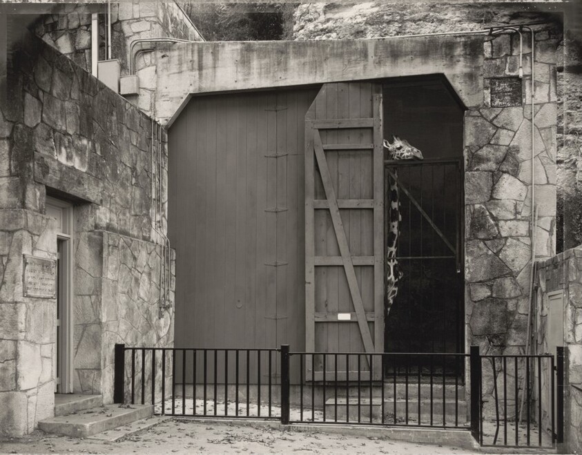 Giraffe, San Antonio, Texas