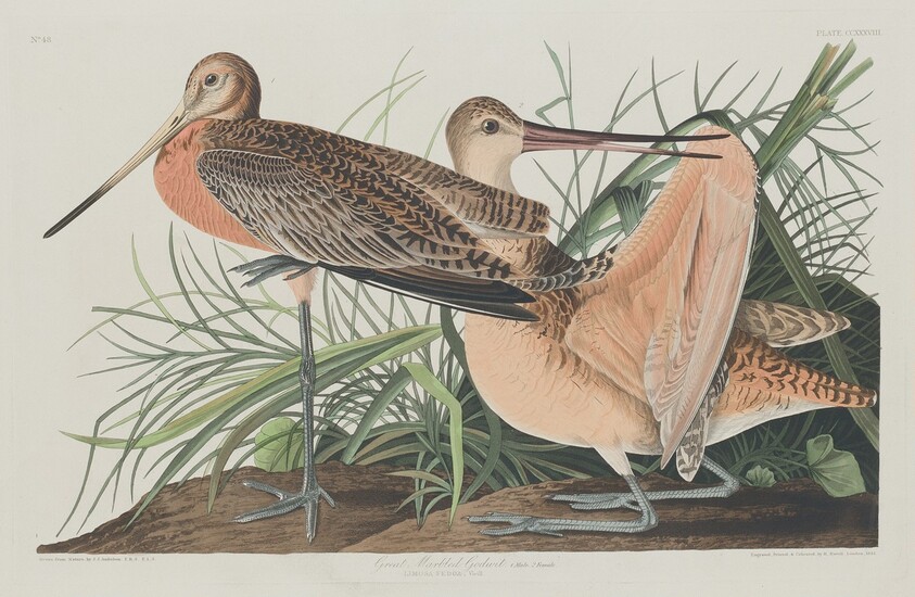 Great Marbled Godwit