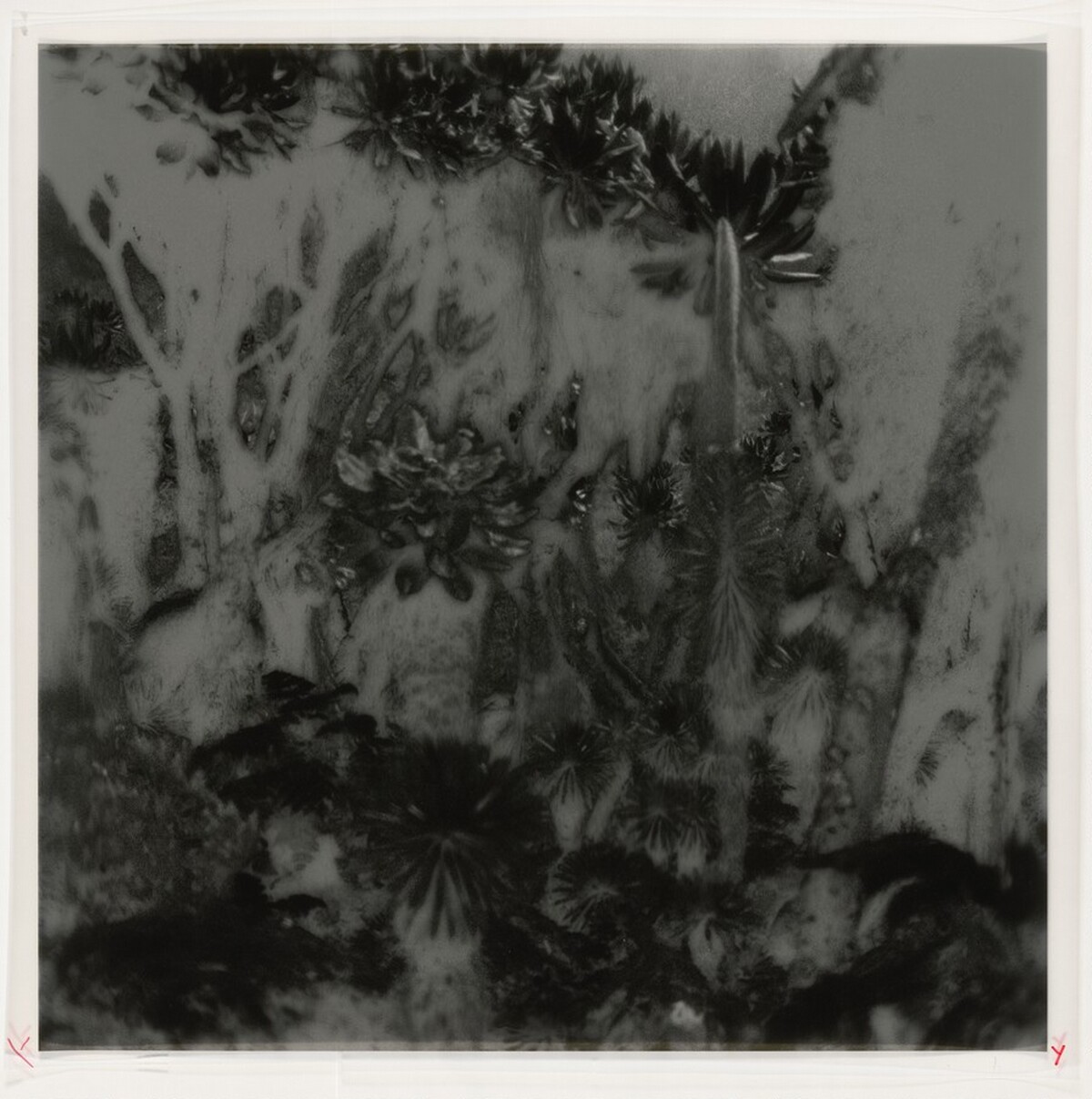 Fullmoon@Rwenzori: Mountains of the Moon