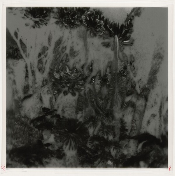 Fullmoon@Rwenzori: Mountains of the Moon