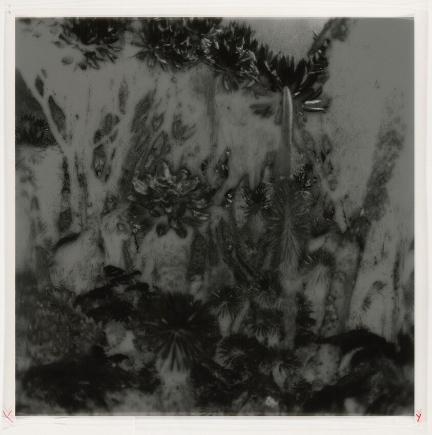 Fullmoon@Rwenzori: Mountains of the Moon