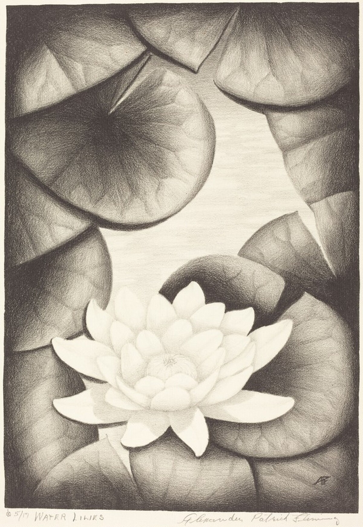 Water Lilies