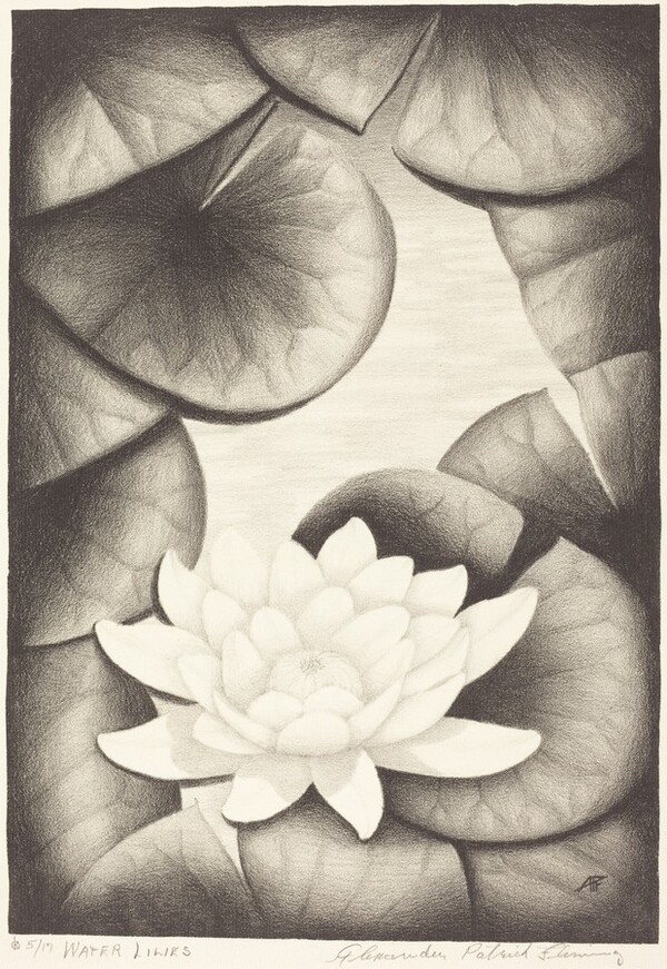 Water Lilies