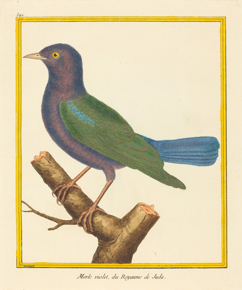 Merle Violet, du Royaume de Juda