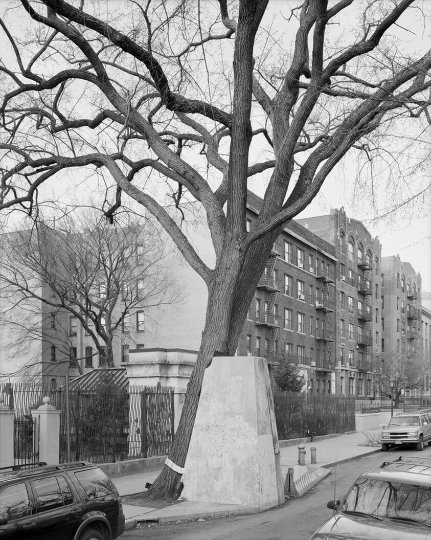American Elm, Eastern Parkway, Brooklyn 2012