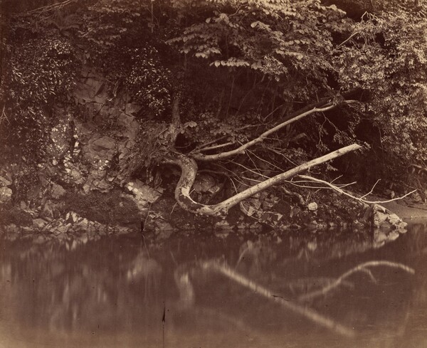 River Bank in the Vale of Neath