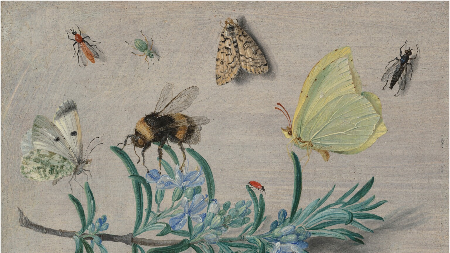 Several insects such as a bees, butterflies, moths, ladybugs, beetles, and more, crawling on and around a fig branch.