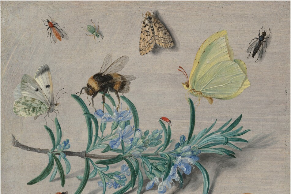 Several insects such as a bees, butterflies, moths, ladybugs, beetles, and more, crawling on and around a fig branch.