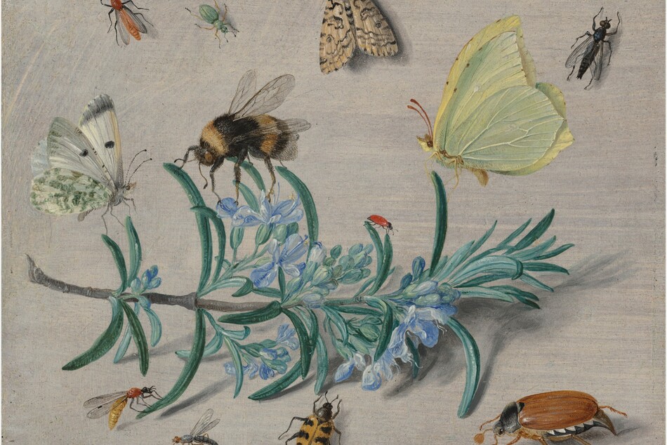 A sprig of flowering rosemary lying against an ivory-white background and the twelve insects that surround it fills this horizontal painting. Stretching nearly the length of the composition with the cut end to our left, the rosemary has blunted, needle-like, gently curling teal-green leaves and small periwinkle-blue flowers along the ash-brown stem. Several insects perch on the sprig while others are seen as if looking from overhead, resting on the white background. The three largest insects perch along the top of the sprig, with an ivory-white butterfly with moss-green and black markings to the left, a black and golden, fuzzy bumblebee near the center, and a lemon-yellow butterfly with red antennae to our right. A tiny red insect, perhaps a ladybug without spots, sits on a leaf between the bee and yellow butterfly, and a small wasp-like insect rests on a leaf in at the lower left. Another mosquito-like insect alights on the surface nearby, next to a beetle with a honey-orange body with black, almost tiger-like stripes. A large cockroach sitting near the lower right corner has six spindly legs, a mahogany-colored abdomen, a black thorax, and tiny, black head. Spaced somewhat evenly across the top of the panel are a brick-red, winged insect to the left, a mint-green, beetle-like bug near a moth patterned with bone white and black, and a black, fly-like insect to our right. Lit from the upper left, the rosemary and insects cast shadows on the surface. The artist signed and dated the work with gray in the lower left corner: “J v. kessel . . f. Ao 1653.”