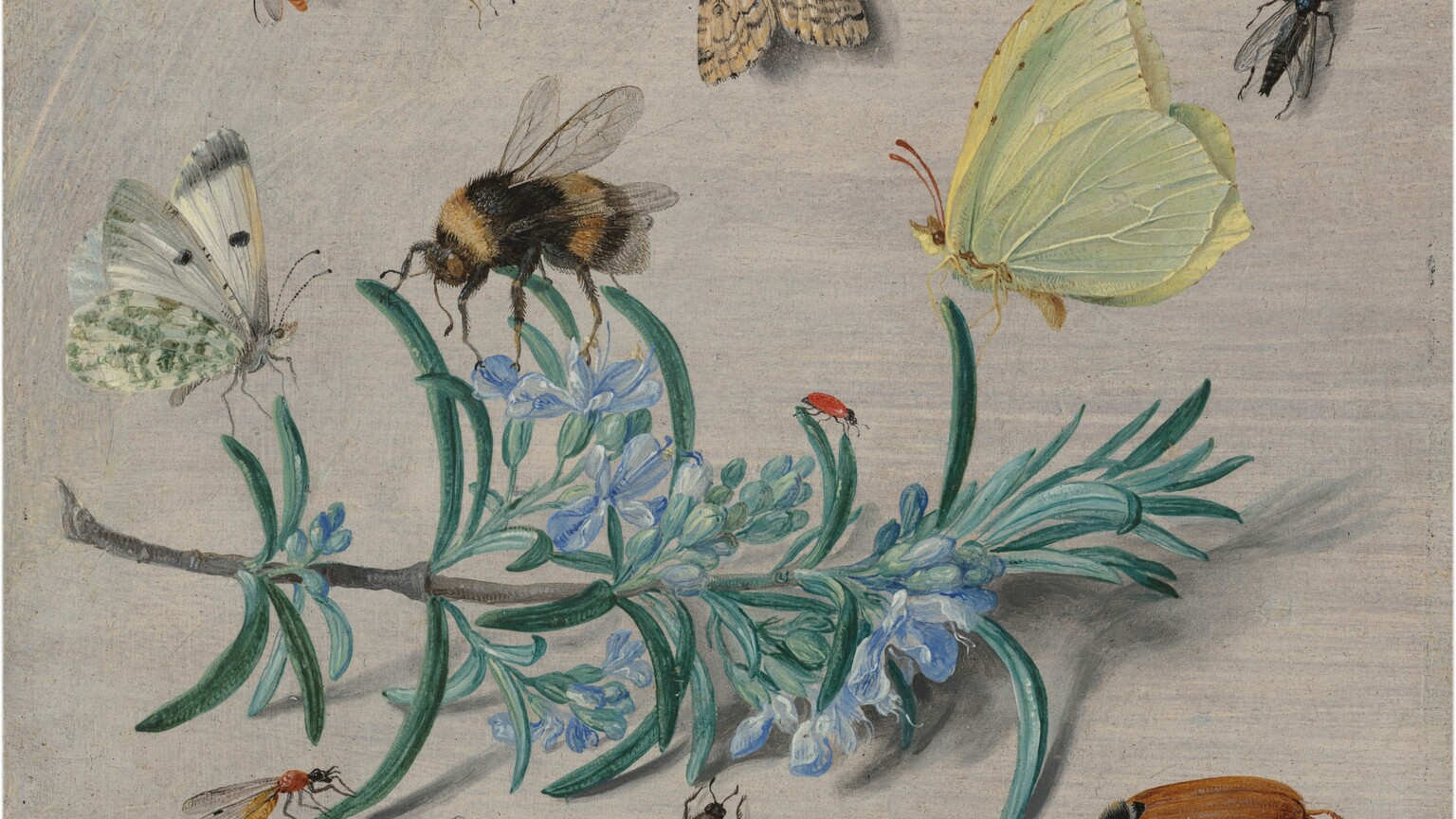 Several insects such as a bees, butterflies, moths, ladybugs, beetles, and more, crawling on and around a fig branch.