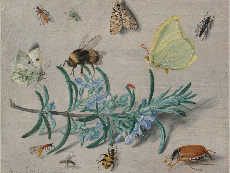 A sprig of flowering rosemary lying against an ivory-white background and the twelve insects that surround it fills this horizontal painting. Stretching nearly the length of the composition with the cut end to our left, the rosemary has blunted, needle-like, gently curling teal-green leaves and small periwinkle-blue flowers along the ash-brown stem. Several insects perch on the sprig while others are seen as if looking from overhead, resting on the white background. The three largest insects perch along the top of the sprig, with an ivory-white butterfly with moss-green and black markings to the left, a black and golden, fuzzy bumblebee near the center, and a lemon-yellow butterfly with red antennae to our right. A tiny red insect, perhaps a ladybug without spots, sits on a leaf between the bee and yellow butterfly, and a small wasp-like insect rests on a leaf in at the lower left. Another mosquito-like insect alights on the surface nearby, next to a beetle with a honey-orange body with black, almost tiger-like stripes. A large cockroach sitting near the lower right corner has six spindly legs, a mahogany-colored abdomen, a black thorax, and tiny, black head. Spaced somewhat evenly across the top of the panel are a brick-red, winged insect to the left, a mint-green, beetle-like bug near a moth patterned with bone white and black, and a black, fly-like insect to our right. Lit from the upper left, the rosemary and insects cast shadows on the surface. The artist signed and dated the work with gray in the lower left corner: “J v. kessel . . f. Ao 1653.”