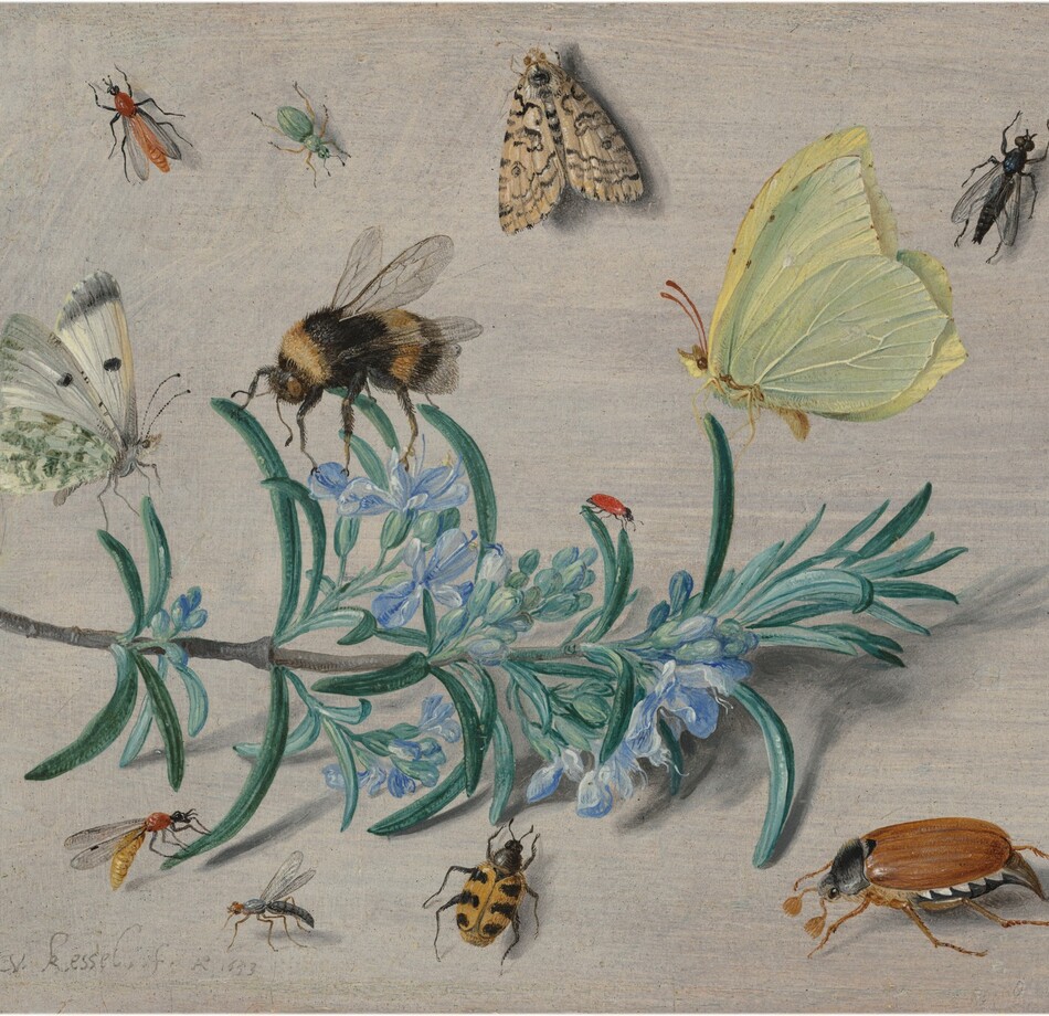 A sprig of flowering rosemary lying against an ivory-white background and the twelve insects that surround it fills this horizontal painting. Stretching nearly the length of the composition with the cut end to our left, the rosemary has blunted, needle-like, gently curling teal-green leaves and small periwinkle-blue flowers along the ash-brown stem. Several insects perch on the sprig while others are seen as if looking from overhead, resting on the white background. The three largest insects perch along the top of the sprig, with an ivory-white butterfly with moss-green and black markings to the left, a black and golden, fuzzy bumblebee near the center, and a lemon-yellow butterfly with red antennae to our right. A tiny red insect, perhaps a ladybug without spots, sits on a leaf between the bee and yellow butterfly, and a small wasp-like insect rests on a leaf in at the lower left. Another mosquito-like insect alights on the surface nearby, next to a beetle with a honey-orange body with black, almost tiger-like stripes. A large cockroach sitting near the lower right corner has six spindly legs, a mahogany-colored abdomen, a black thorax, and tiny, black head. Spaced somewhat evenly across the top of the panel are a brick-red, winged insect to the left, a mint-green, beetle-like bug near a moth patterned with bone white and black, and a black, fly-like insect to our right. Lit from the upper left, the rosemary and insects cast shadows on the surface. The artist signed and dated the work with gray in the lower left corner: “J v. kessel . . f. Ao 1653.”