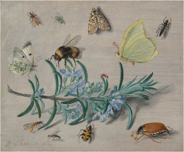 Insects and a Sprig of Rosemary