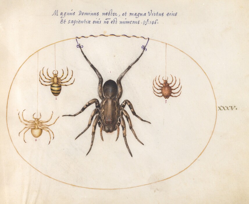 The image shows a large illustration of a spider at the center, with three smaller spiders around it, each suspended by their threads. The central spider is dark brown with black accents, while the smaller spiders have various pastel and muted tones, including yellows and browns. One spider is yellow with black stripes, located to the top left. Another is orange-brown and located to the right of the central spider. The third is pale yellow and positioned downwards to the left. The spiders are encircled by a thin, light brown oval frame, with text written above and to the right within the oval.