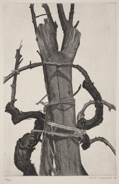 Vine