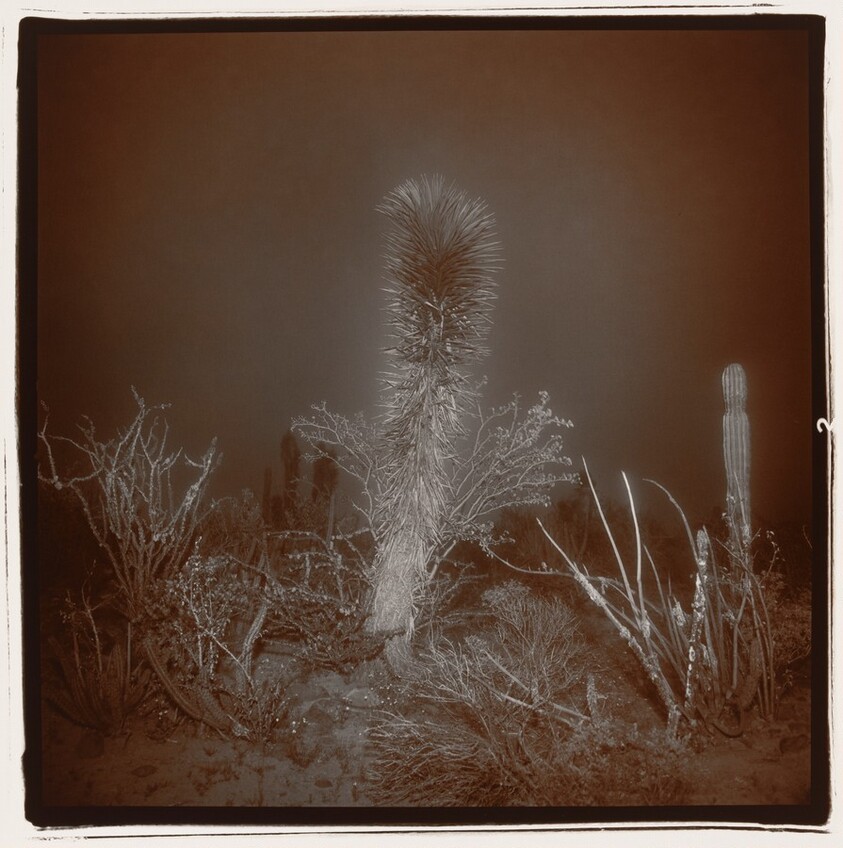 Untitled (Yucca in Fog, Baja (Yucca #1)