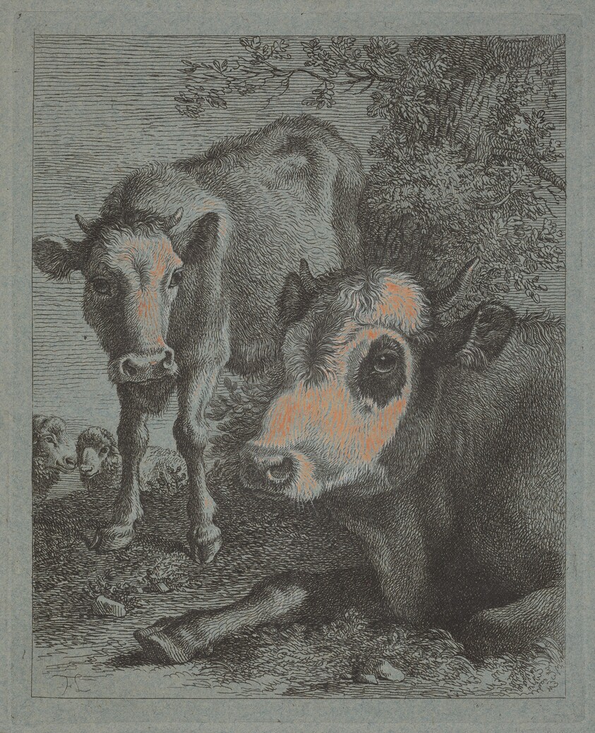 Reclining Cow and Calf in the Open
