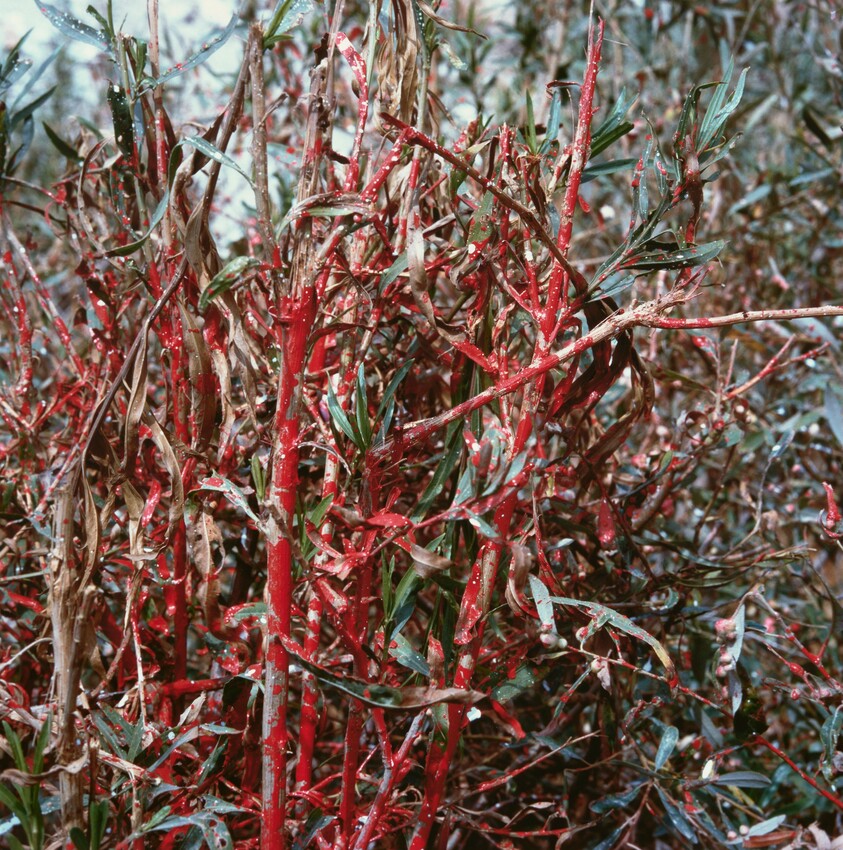 Angeles National Forest #15