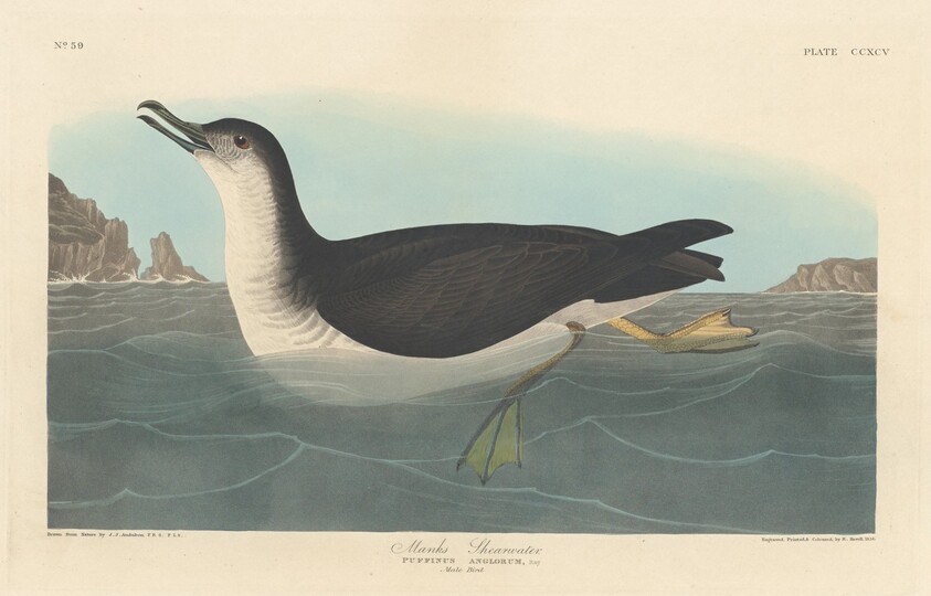 Manks Shearwater