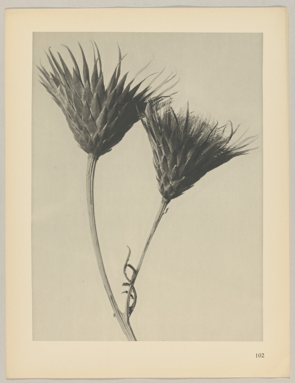 Two thistle-like plants are prominently featured in the image. The plants have pointed leaves and a feathery top, with stems emerging from the bottom left corner. One plant bends to the left, while the other leans to the right, creating an arc. The color palette is black, gray, and white, resulting in a monochromatic look. A vine spirals around the left stem, adding a delicate detail to the composition.
