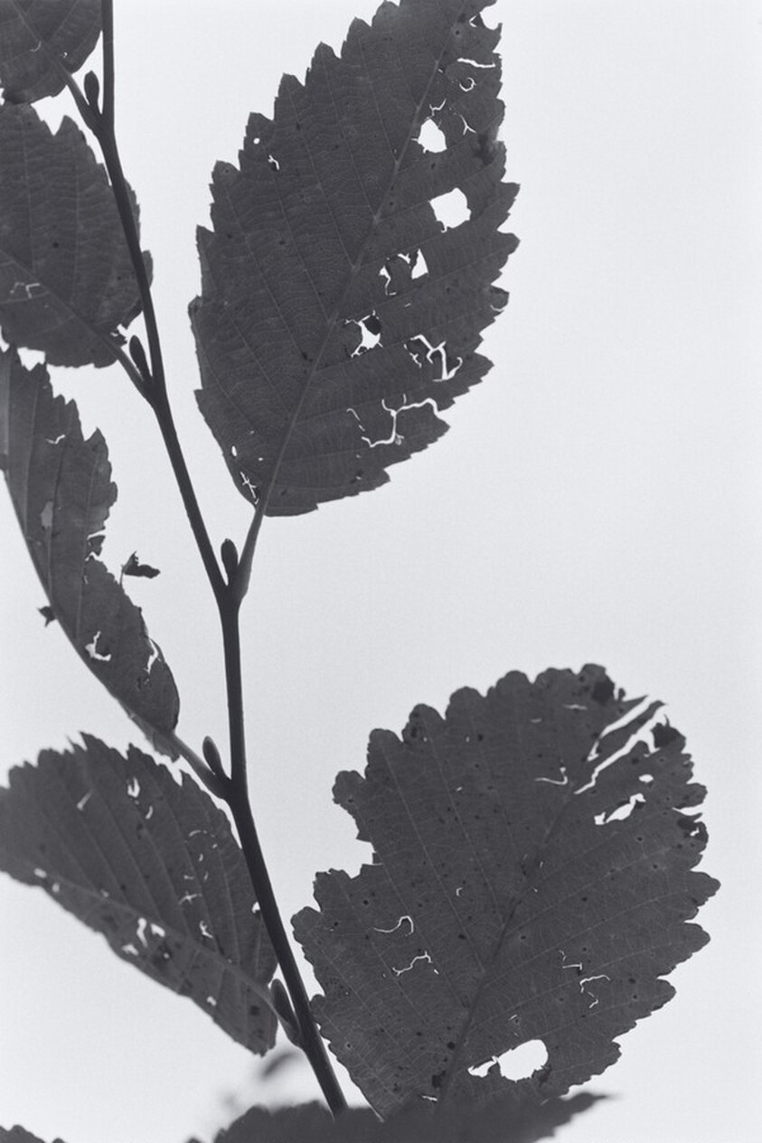 Neahkahnie Mountain, Oregon