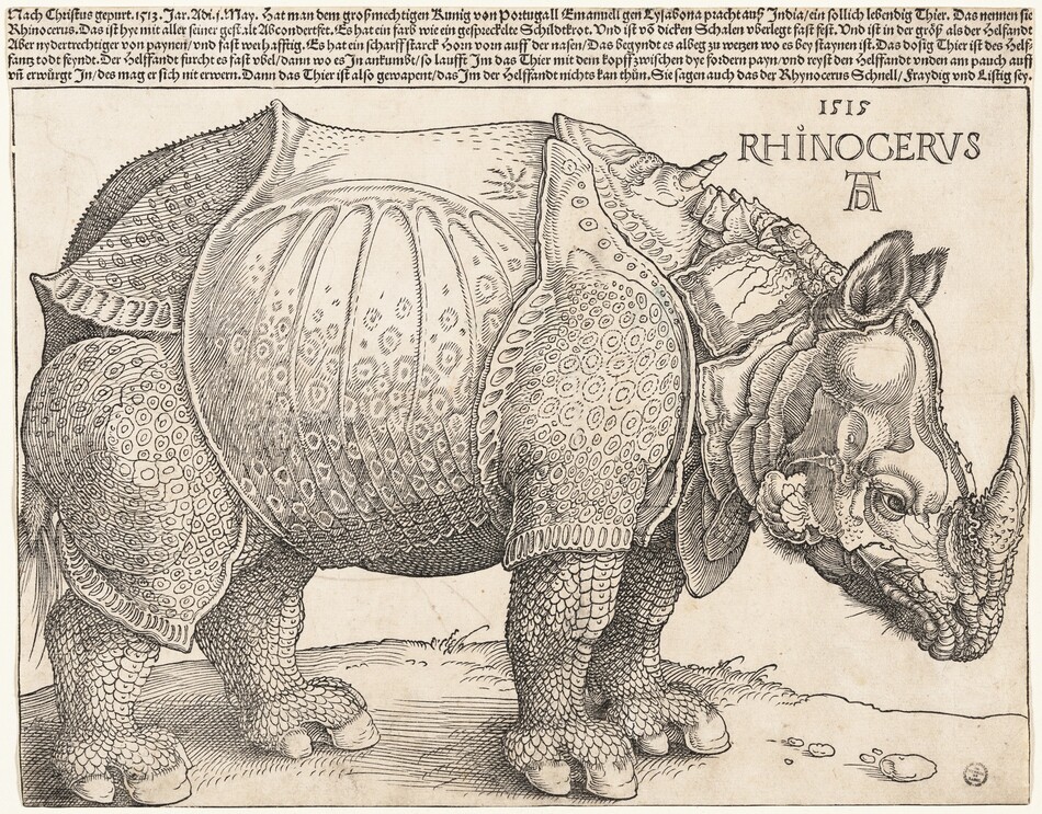Printed with black lines on cream-white paper, a rhinoceros facing our right in profile fills this horizontal woodcut. The rhinoceros’s horn touches the border to the right and its hindquarters the left. Its left foot, farther from us, stands slightly ahead of its right hoof. Its front feet are close together and its head is lowered. Chunky, armor-like plates covering its body are patterned in some areas, especially on its legs and belly, with rings and dots, creating a mottled effect. The skin on its legs is scaly like a fish or reptile. A short, twisted, unicorn-like horn grows from between its shoulders, and the animal’s lower lip and the ear we see is fuzzy with short hairs. Near the upper right, in the corner near the animal's shoulders, the print is inscribed, “1515 RHINOCERVS.” Below, the artist’s initials appear as a monogram, with an upper case D tucked within the legs of an A. Five rows of tightly spaced German writing runs across the top edge of the paper, above the single-line border framing the animal. It reads, "Nach Christus gepurt. 1513. Jar. Adi. 1. May. Hat man dem groszmechtigen Kunig von Portugall Emanuell gen Lysabona pracht ausz India ein sollich lebendig Thier. Das nennen sie Rhinocerus. Das ist hye mit aller seiner gestalt Abconderfet. Es hat ein farb wie ein gespreckelte Schildtkrot. Und ist von dicken Schalen uberlegt fast fest. Und ist in der grösz als der Helfandt Aber nydertrechtiger von paynen und fast werhafftig. Es hat ein scharff starck Horn vorn auff der nasen Das Begyndt es albeg zu werzen wo es Bey staynen ist. Das dosig Thier ist des Helffantz todt feyndt. Der Helffandt furcht es fast ubel dann wo es In ankumbt so laufft Im das Thier mit dem kopff zwischen dye fordern payn und reyst den Helffandt unden am pauch auff un erwürgt In des mag er sich nit erwern. Dann das Thier ist also gewapent das Im der Helffandt nichts kan thun. Sie sagen auch das der Rhynocerus Schnell Fraydig und Listig sey."