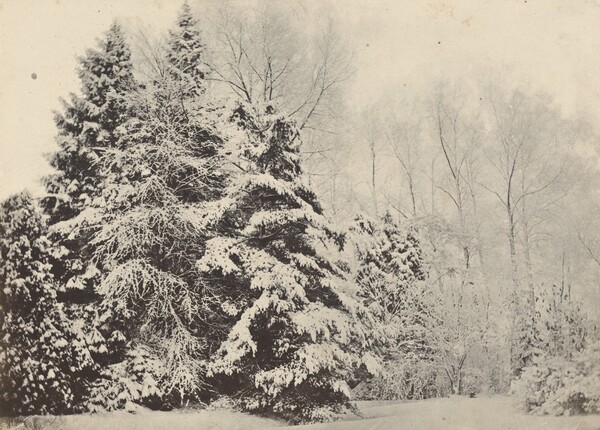 Paysage de sapins sous la neige