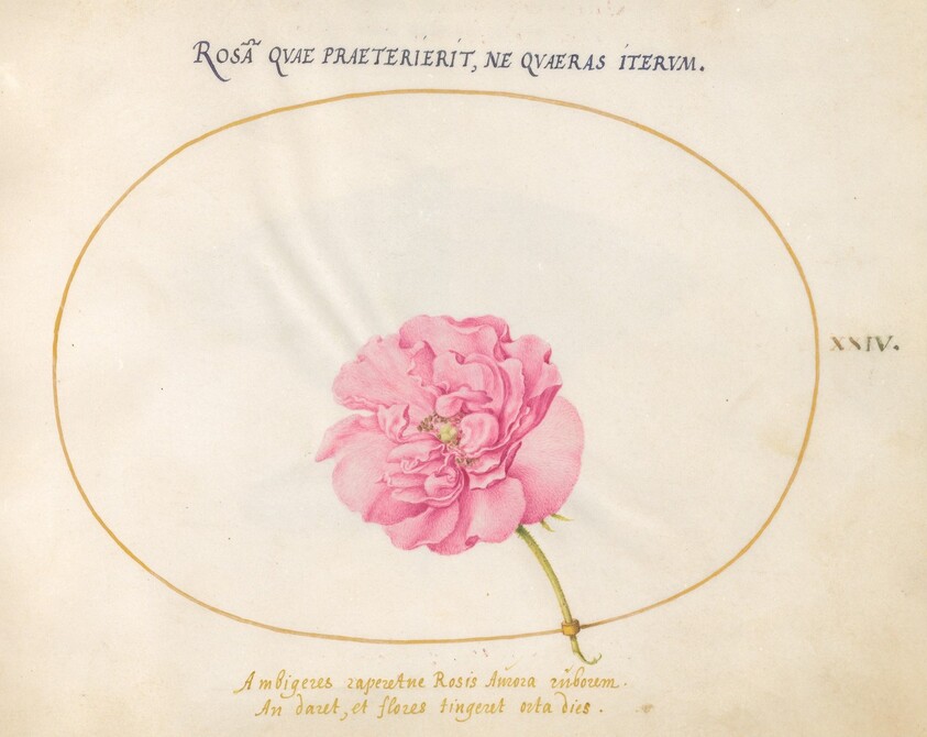 Plate 24: Pink Rose