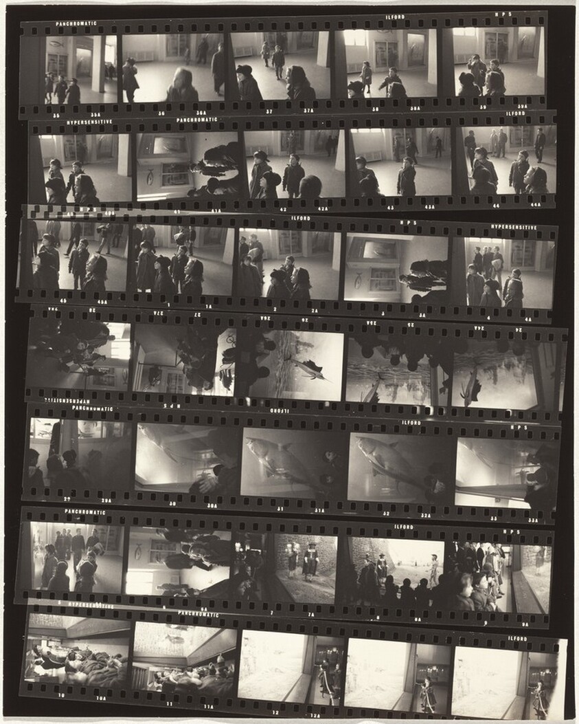 Museum of Natural History 2