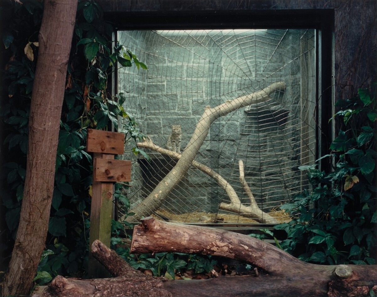 Geoffroy's Cat, Topeka, Kansas