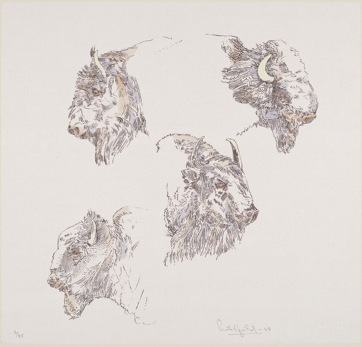 Buffalo Heads