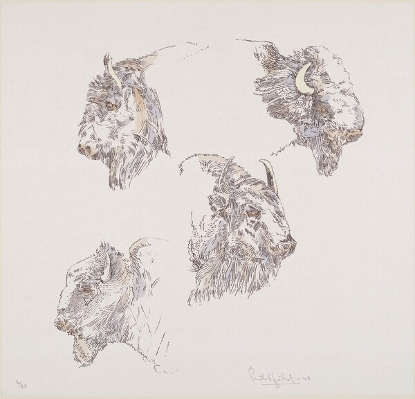 Buffalo Heads