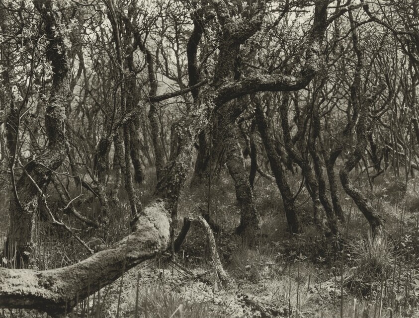 The Curragh, Ballaugh