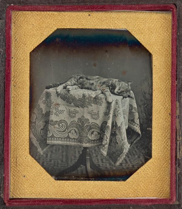 Portrait of a Sleeping Cat