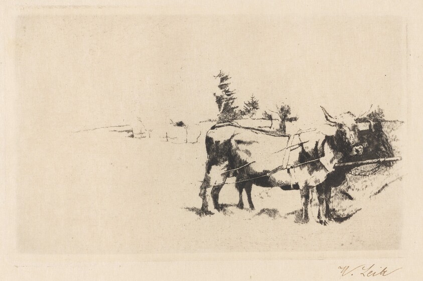 Team of Oxen in Harness