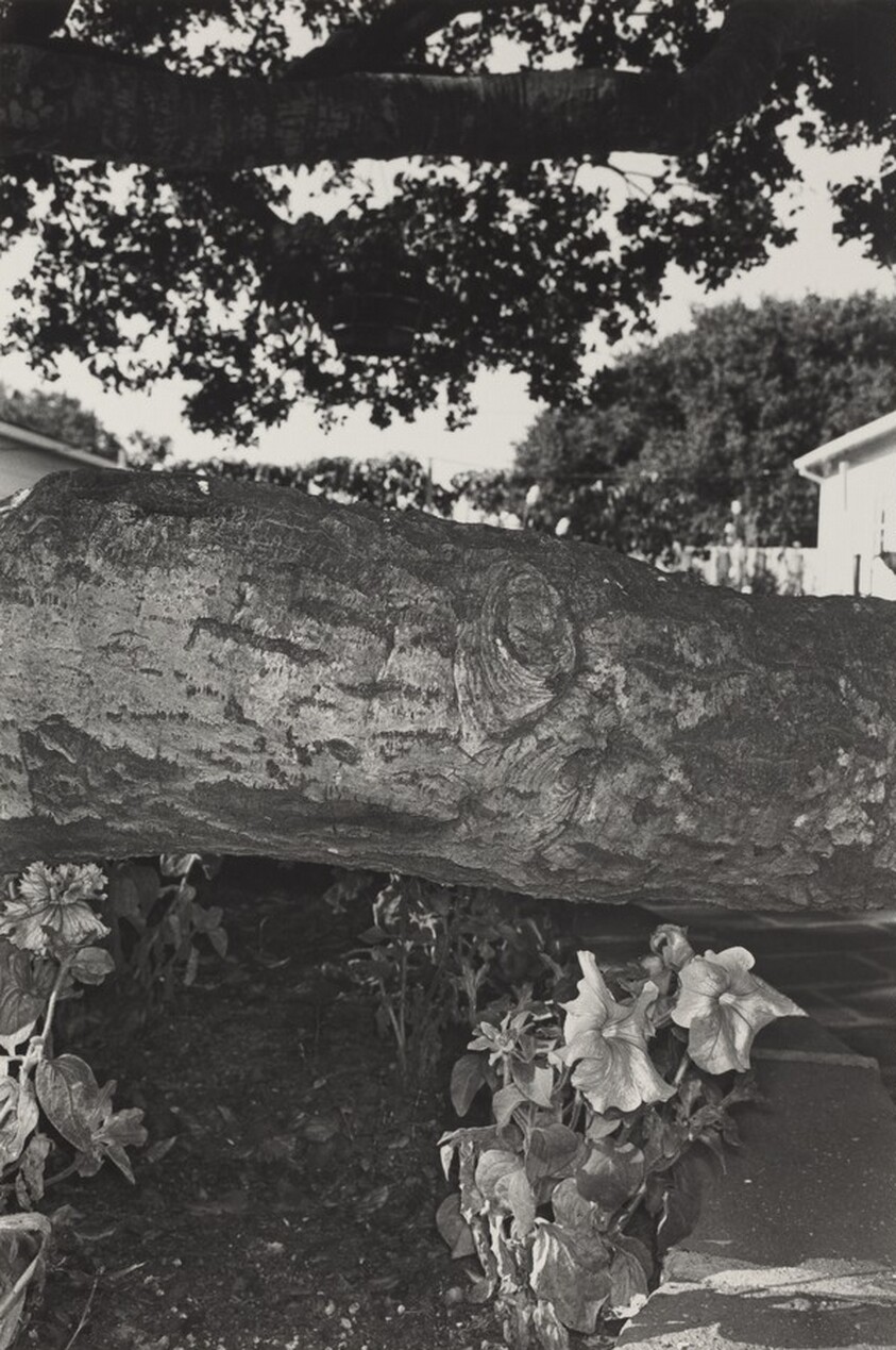 Petunias, Salinas, California