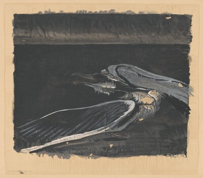Wounded Gull