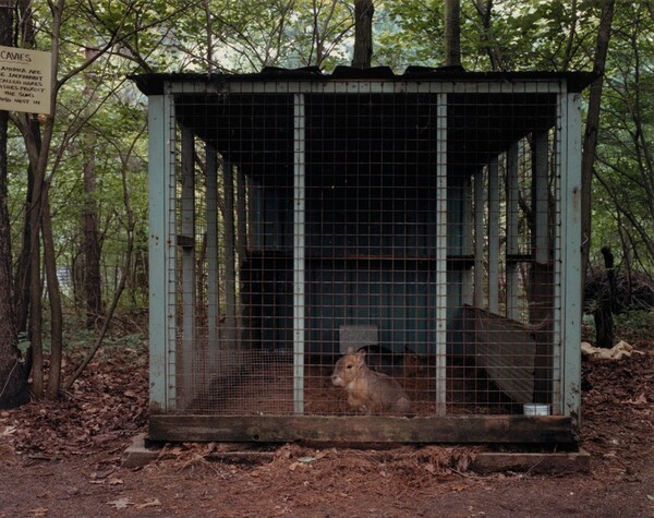 Cavies, Pineridge Zoo